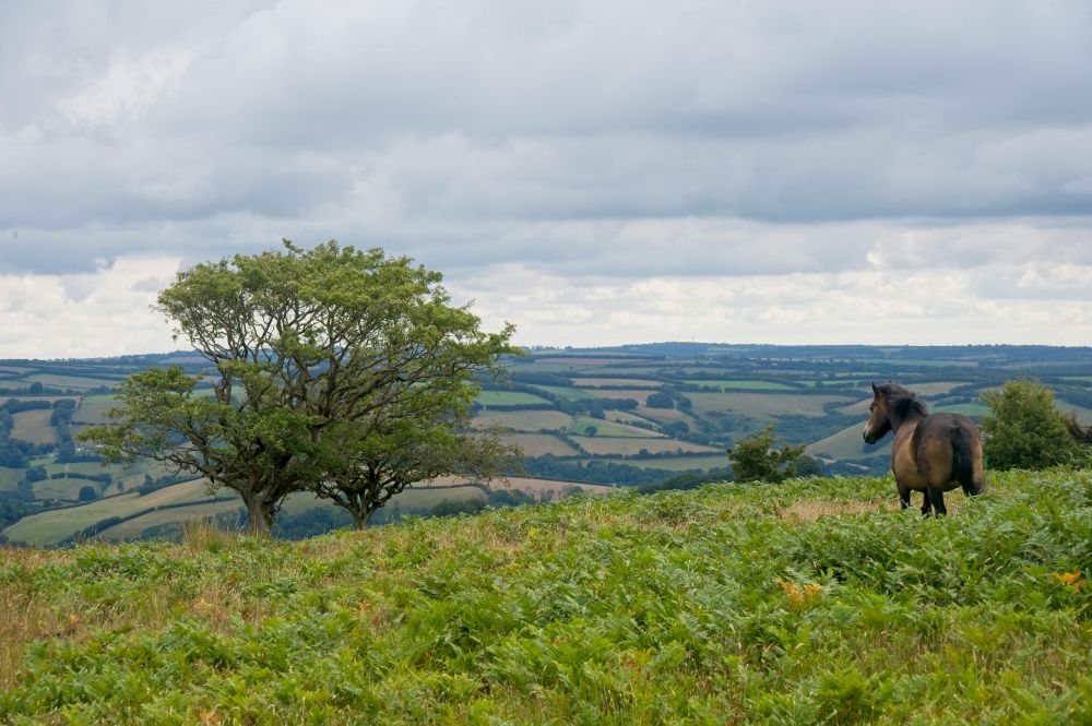 exmoor-landscape-pony Exmoor landscape and pony