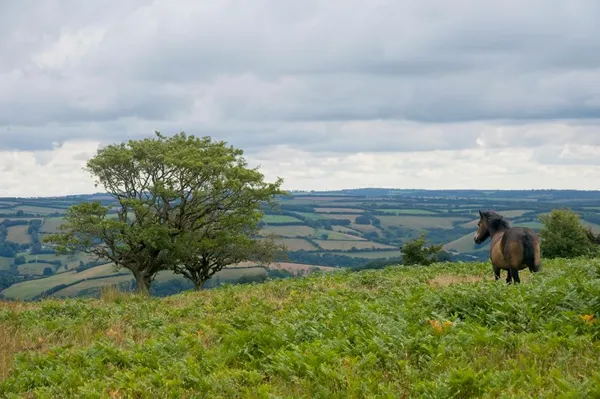 exmoor-landscape-pony-600px Exmoor landscape and pony